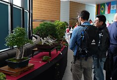 Bonsai medelių paroda