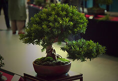 Bonsai medelių paroda
