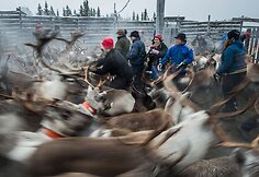 &Scaron;vedijos samiai, &scaron;iaurės elnių augintojai