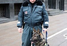 Kauno pareigūnų šuo „Barbar z Danaru“, dažnai vadinamas tiesiog „Kodu“