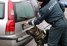 Kauno pareigūnų šuo „Barbar z Danaru“, dažnai vadinamas tiesiog „Kodu“