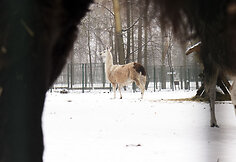 Žiema Lietuvos zoologijos sode