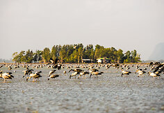 Thale Nojus vandens paukščių draustinis