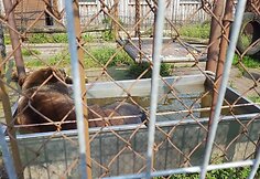 Klaipedos zoologijos sodas, me&scaron;kos laikymo sąlygos