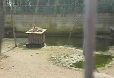 Klaipėdos zoologijos sodas, vilkų laikymo sąlygos