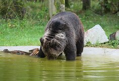 I&scaron;vežtų me&scaron;ku gyvenimo sąlygos rezervate