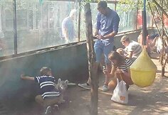 Klaipėdos zoologijos sodas, fotografavimas su tigrų jaunikliais
