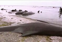 Naujojoje Zelandijoje į krantą i&scaron;mesta &scaron;imtai negyvų delfinų