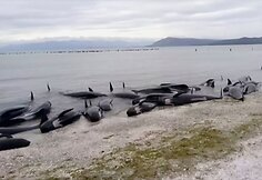Naujojoje Zelandijoje į krantą i&scaron;mesta &scaron;imtai negyvų delfinų