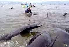 Naujojoje Zelandijoje į krantą i&scaron;mesta &scaron;imtai negyvų delfinų