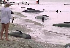 Naujojoje Zelandijoje į krantą i&scaron;mesta &scaron;imtai negyvų delfinų