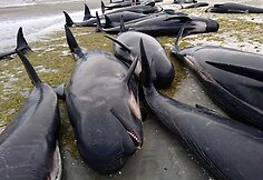 Naujojoje Zelandijoje į krantą i&scaron;mesta &scaron;imtai negyvų delfinų