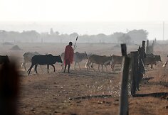 Dėl sausros Kenijoje gyvulius auginančio gentys ėmė aršiai kovoti dėl mažėjančių resursų