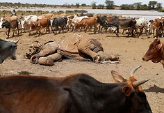 Dėl sausros Kenijoje gyvulius auginančio gentys ėmė aršiai kovoti dėl mažėjančių resursų
