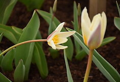 Tulpė „Aistionok“
