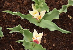 Tulpė „Ancilla“