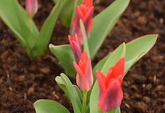 Tulpė „Kaufmanniana Coccinea“