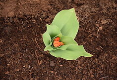 Tulpė „Fusilier“
