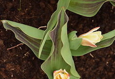 Tulpė „Heart's Delight“