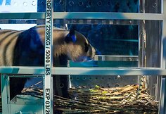 Nyderlandai žavisi i&scaron; Kinijos atskraidinta pandų pora