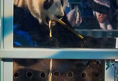 Nyderlandai žavisi i&scaron; Kinijos atskraidinta pandų pora