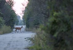 Černobylio gamta ir gyvūnai