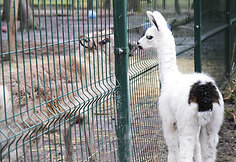 Lama Aistė
