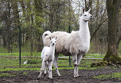 Lama Aistė su mama