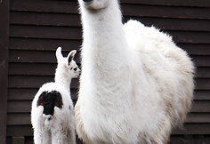 Lama Aistė su mama