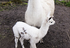 Lama Aistė su mama