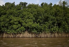 Amazonės žiotyse naftos ie&scaron;koti planuojantys brazilai kelia pavojų vietinei bendruomenei ir gamtai