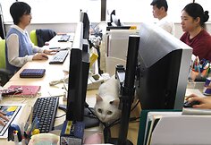 Nuo streso Japonijos darbuotojus gelbsti biuruose gyvenantys katinai