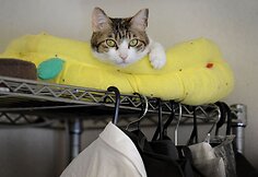 Nuo streso Japonijos darbuotojus gelbsti biuruose gyvenantys katinai