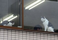 Nuo streso Japonijos darbuotojus gelbsti biuruose gyvenantys katinai