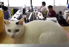 Nuo streso Japonijos darbuotojus gelbsti biuruose gyvenantys katinai