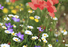 Kefalonijos sala Graikijoje