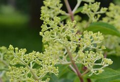 &Scaron;luotelinė hortenzija (Hydrangea paniculata &bdquo;Silver Dollar&ldquo;)
