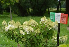 &Scaron;luotelinė hortenzija (Hydrangea paniculata &bdquo;Silver Dollar&ldquo;)