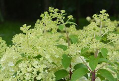 &Scaron;luotelinė hortenzija (Hydrangea paniculata &bdquo;Bobo&ldquo;)
