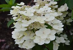 &Scaron;luotelinė hortenzija (Hydrangea paniculata &bdquo;Sparkling&ldquo;)