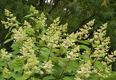 &Scaron;luotelinė hortenzija (Hyndrangea paniculata &bdquo;Pink Diamond&ldquo;)
