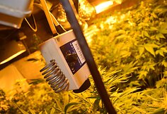 Aptikta kanapių auginimo laboratorija