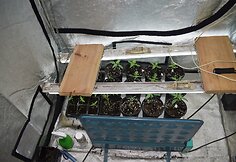 Aptikta kanapių auginimo laboratorija