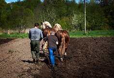 Pakruojo dvaro vasaros sezono atidaryme &ndash; sunkiųjų Lietuvos arklių varžybos