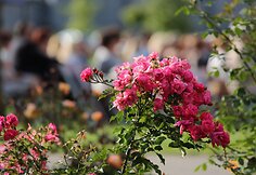 XVI tarptautinio Chaimo Frenkelio vilos vasaros festivalio renginių akimirkos