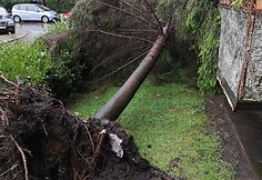 Kaune praūžė liūtis