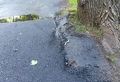 Rekonstrukcijos darbų Ramybės parke ir Kauko alėjoje brokas