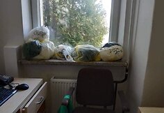 Gydytojų panaudotos vienkartinės priemonės Kauno klinikinėje ligoninėje