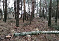 Lietuvos pareigūno žemės sklype Papėje i&scaron;pjauti medžiai