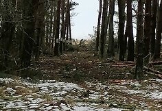 Lietuvos pareigūno žemės sklype Papėje i&scaron;pjauti medžiai